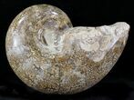 Rare Argonauticeras Ammonite - Amber Colored Crystals #23357-4